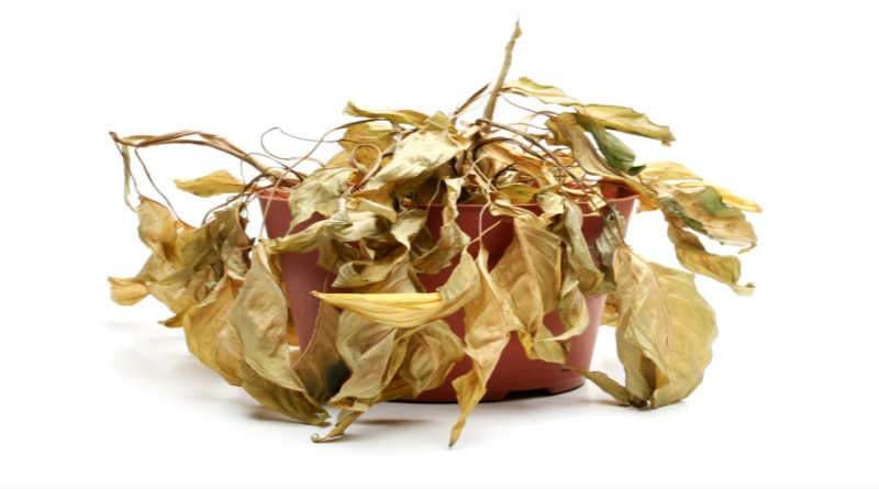 Co to znamená být „živý“ a „mrtvý“?