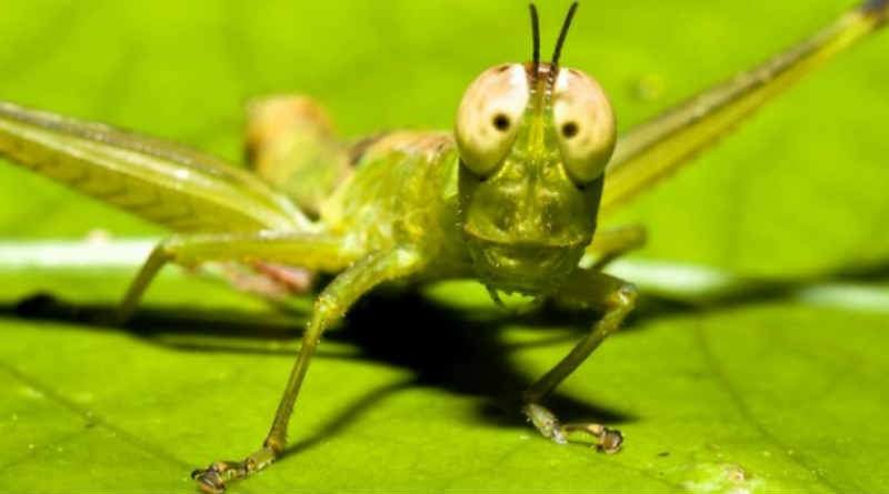 Das Gleichnis von der Heuschrecke des Propheten Joel