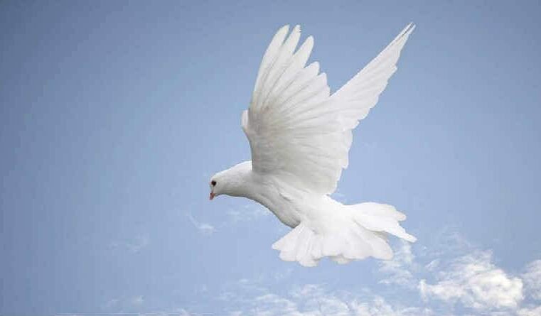 Salmo 96 – Como adorar o Senhor na beleza da sua santidade?