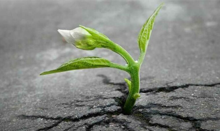 Como nascer novamente?