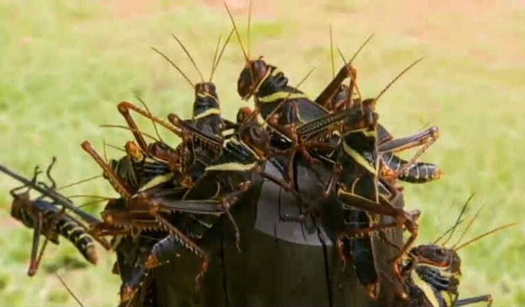 Joel 1 – A parábola dos gafanhotos