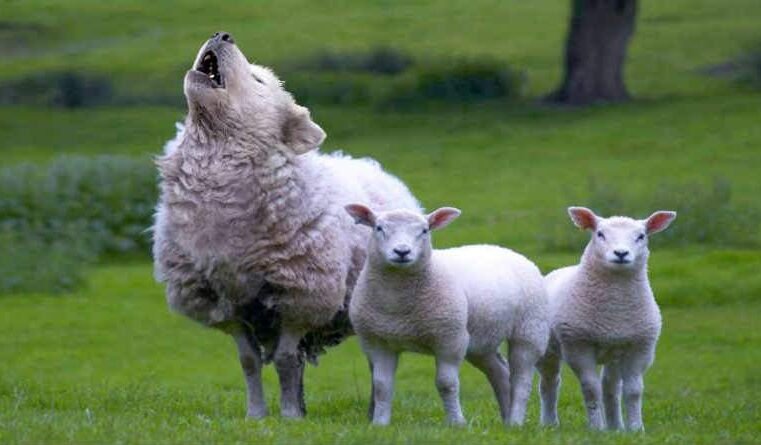 As heresias dos hereges