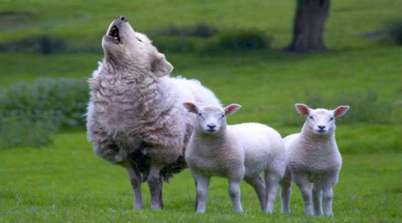 As heresias dos hereges