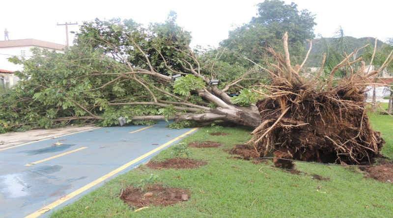 A planta que o Pai não plantou