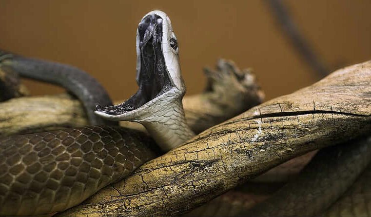 Eis que vos dou poder