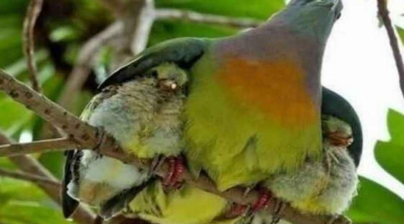 Salmo 17 – Proteção contra os inimigos