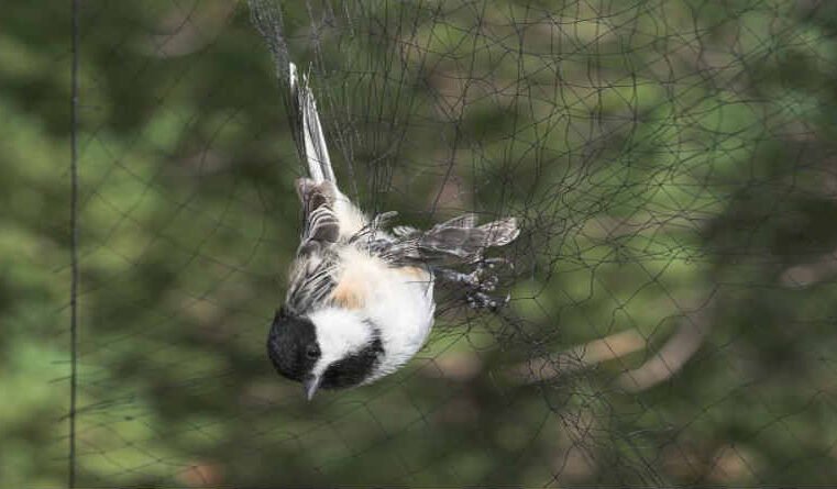 Laço do passarinheiro