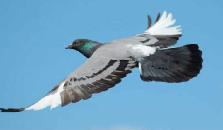 Salmo 55 – Desejo de voar como as pombas