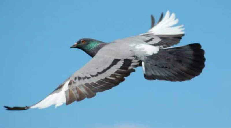 Salmo 55 – Desejo de voar como as pombas