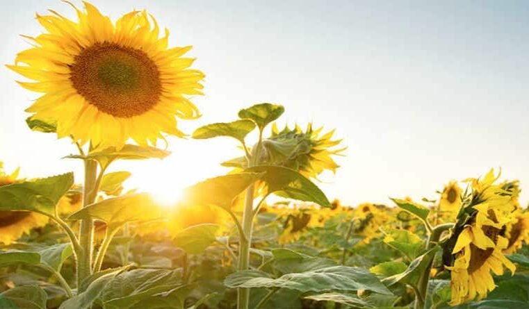 Salmo 33 – Cristo é a alegria do Senhor