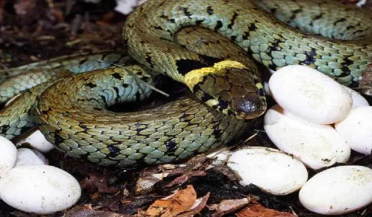 Isaías 59 – As transgressões dos filhos de Israel