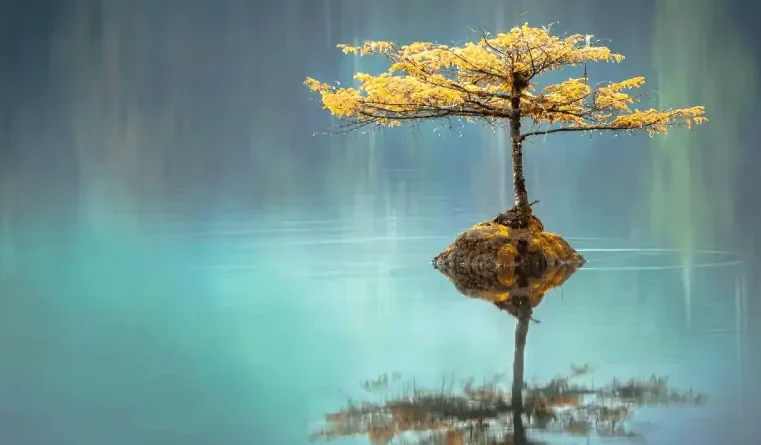 Árvore refletida simetricamente na água