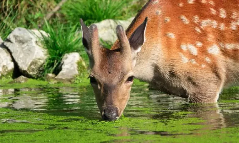 Salmo 42 – Sede de Deus