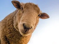 Uma ovelha olhando diretamente da tela.