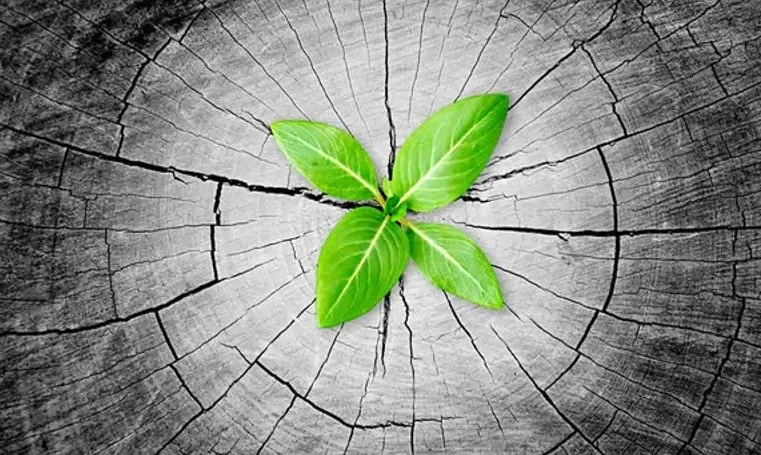 A conversão precede a regeneração